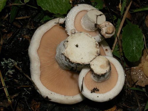 Lactarius controversus — photo