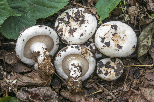 Lactarius controversus — photo