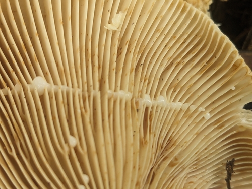 Lactarius deceptivus (Deceiving milkcap) — photo