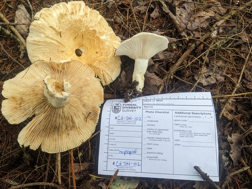 Lactarius deceptivus (Deceiving milkcap) — photo