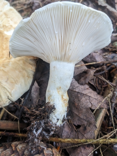 Lactarius deceptivus