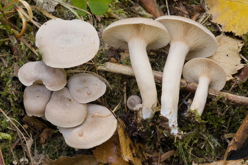 Lactarius glyciosmus (Coconut-secnted milk cap) — photo