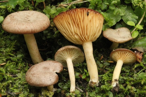 Lactarius glyciosmus (Coconut-secnted milk cap) — photo
