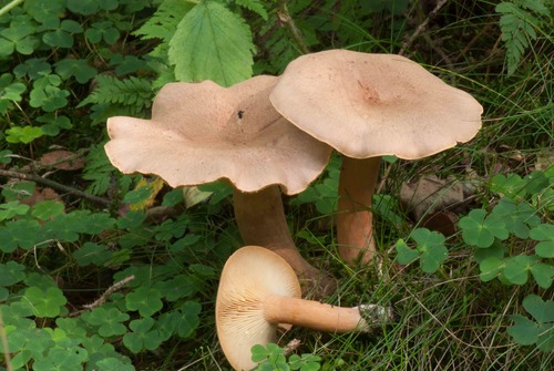 Lactarius helvus — photo