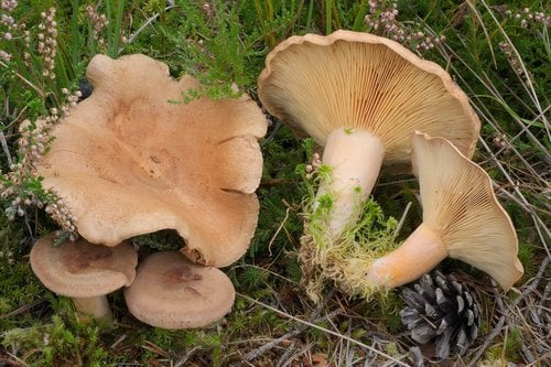 Lactarius helvus