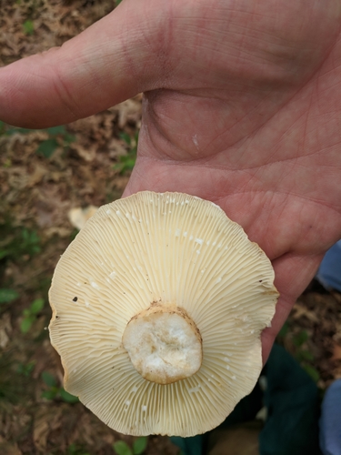 Lactarius hygrophoroides — photo
