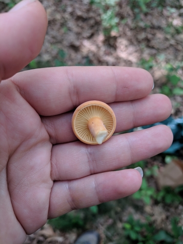 Lactarius hygrophoroides — photo