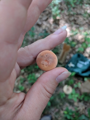 Lactarius hygrophoroides