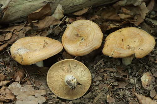 Lactarius insulsus