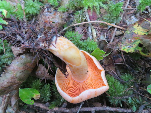 Lactarius laeticolor — photo