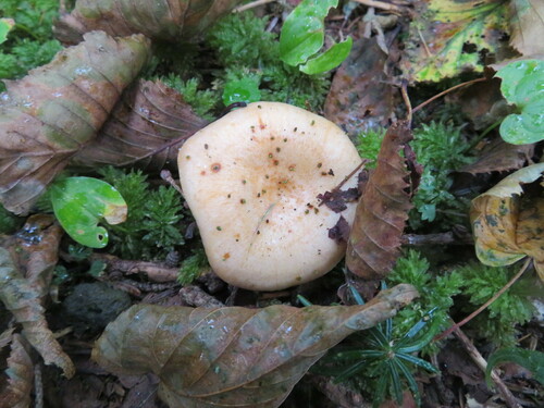Lactarius laeticolor — photo