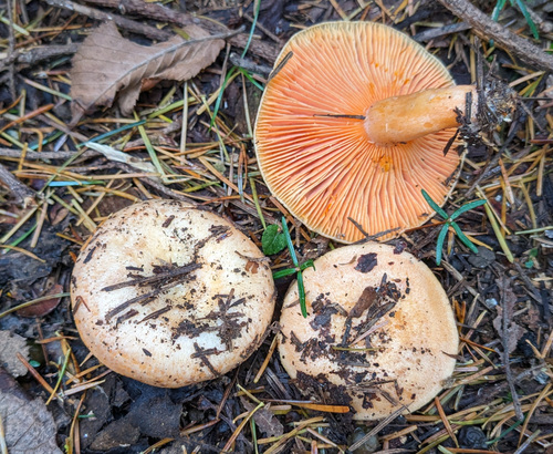 Lactarius laeticolor