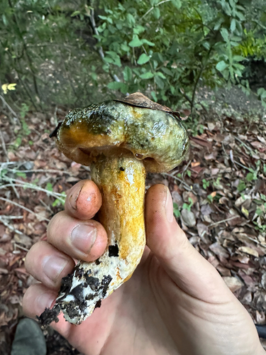 Lactarius necator — photo
