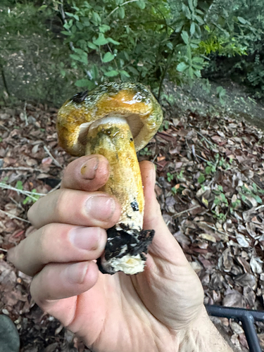 Lactarius necator — photo