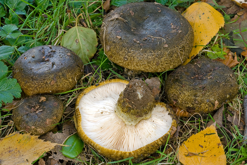 Lactarius necator