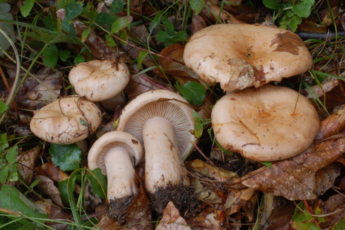 Lactarius pallidus — photo