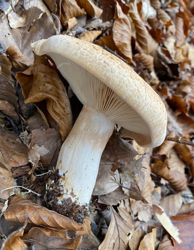 Lactarius pallidus — photo
