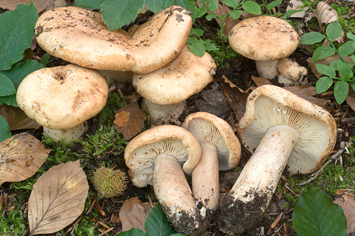 Lactarius pallidus