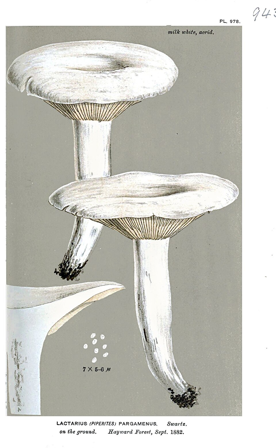 Lactarius pergamenus