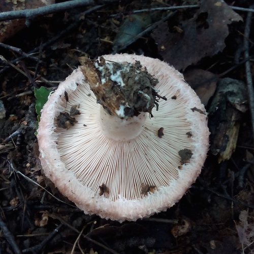 Lactarius pubescens — photo