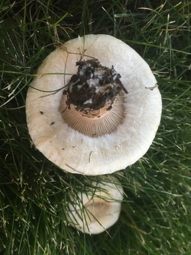 Lactarius pubescens — photo