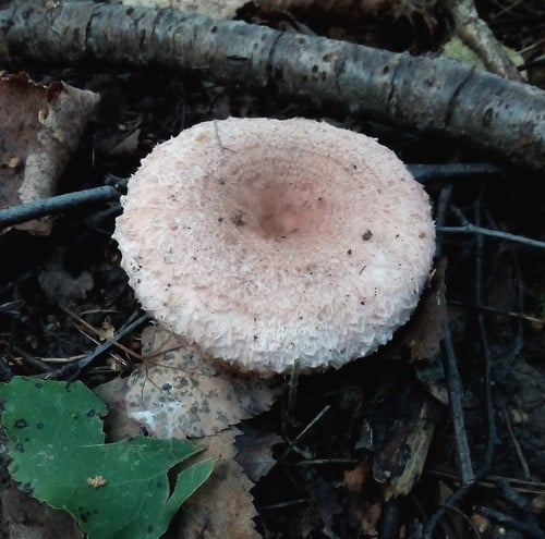 Lactarius pubescens