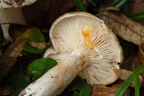Lactarius pyrogalus — photo