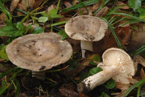Lactarius pyrogalus — photo