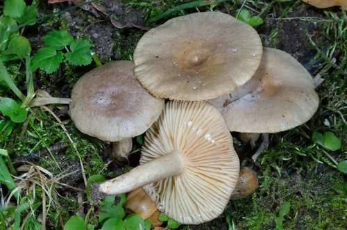 Lactarius pyrogalus