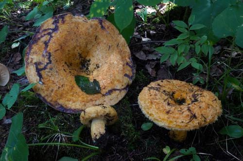 Lactarius repraesentaneus (Northern milkcap) — photo