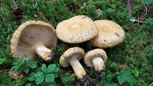 Lactarius repraesentaneus