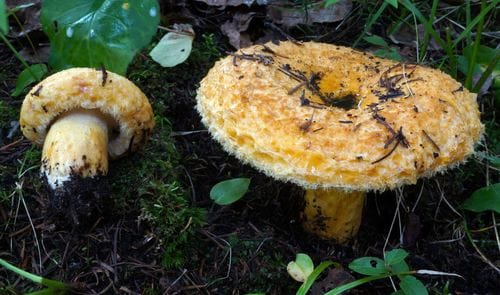 Lactarius repraesentaneus (Northern milkcap) — photo