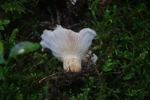 Lactarius resimus — photo