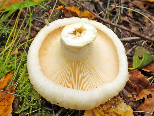Lactarius resimus