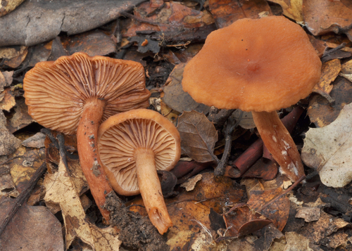 Lactarius rubidus — photo