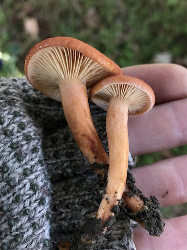 Lactarius rubidus — photo