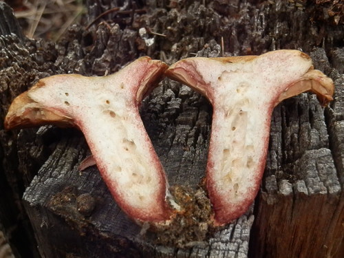 Lactarius rubrilacteus — photo