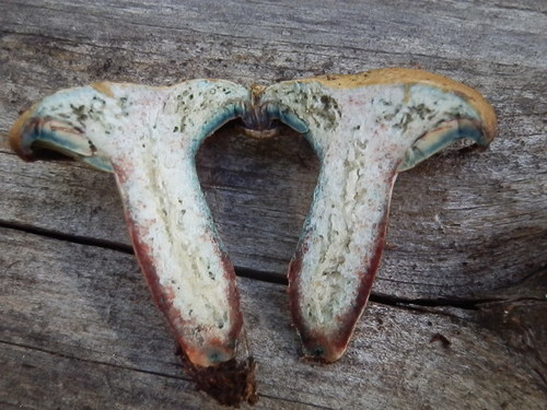 Lactarius rubrilacteus — photo