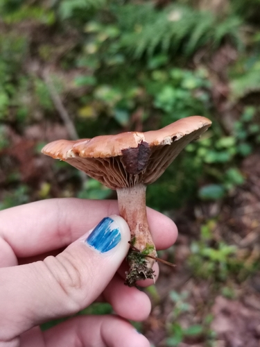 Lactarius rufus — photo