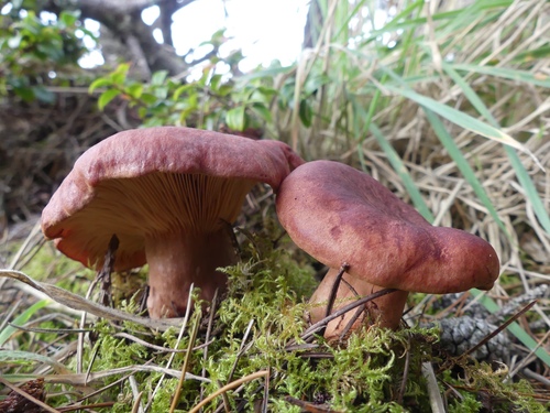 Lactarius rufus — photo