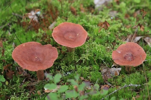 Lactarius rufus