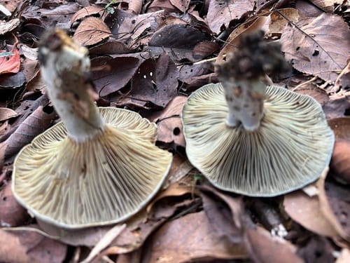 Lactarius subindigo — photo
