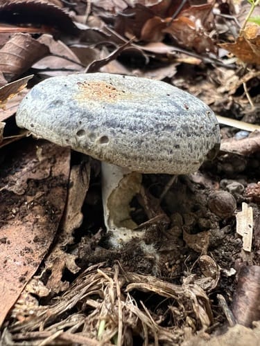 Lactarius subindigo — photo