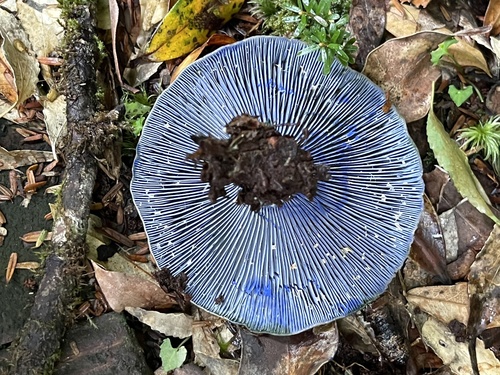 Lactarius subindigo
