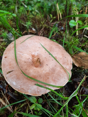 Lactarius utilis — photo