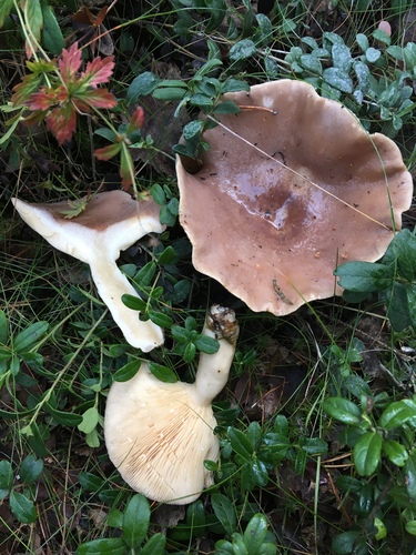 Lactarius utilis