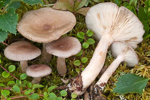 Lactarius vietus (Grey milkcap) — photo