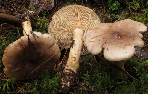 Lactarius vietus (Grey milkcap) — photo