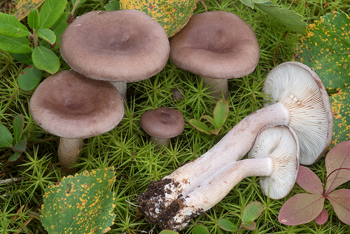 Lactarius vietus