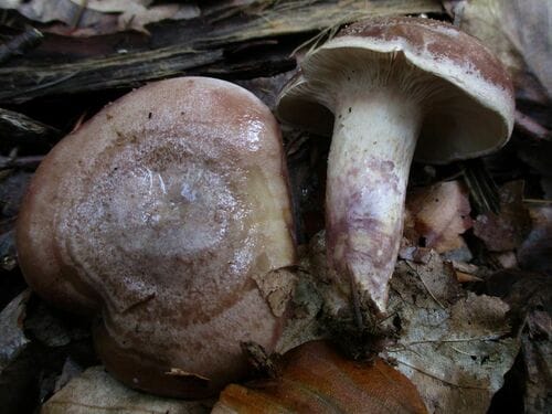 Lactarius violascens (Violet milkcap) — photo